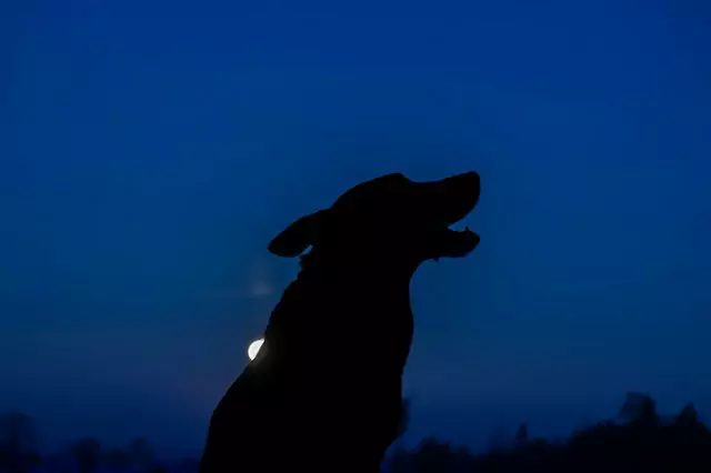 Cosa vedono i cani di notte?