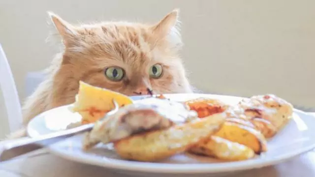 I gatti possono mangiare il pollo? La nutrizione di ogni parte del pollo