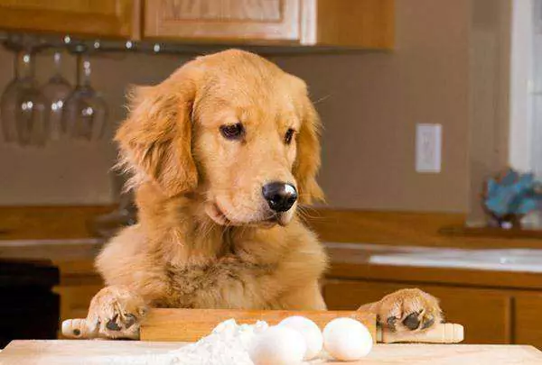Le uova crude fanno bene ai cani? Quali altri svantaggi comporta per i cani il consumo di uova crude?