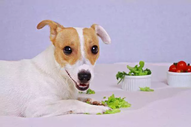 I cani possono mangiare la lattuga? I cani devono essere cotti per mangiare le verdure