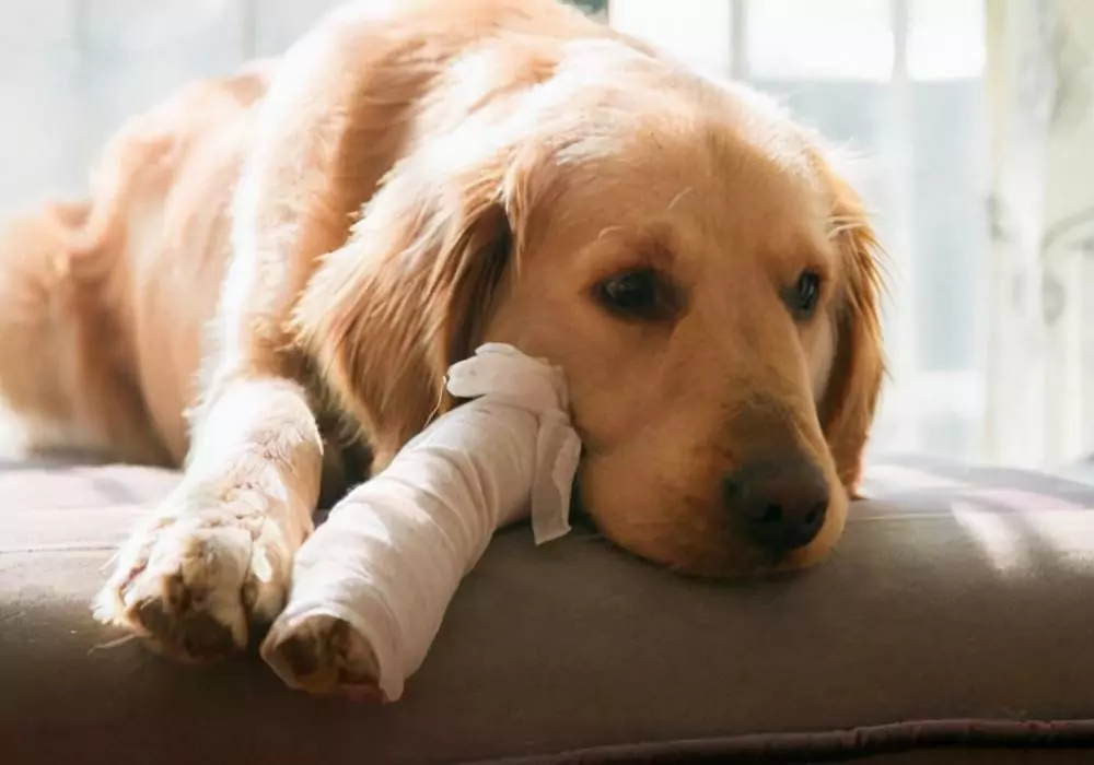 Come curare un cane zoppo a casa?