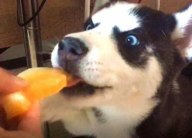 I cani possono mangiare il melone? Controindicazioni alimentari per i cani
