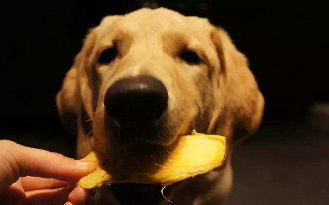 I cani possono mangiare il mango? Quali sono i benefici del mango per i cani?