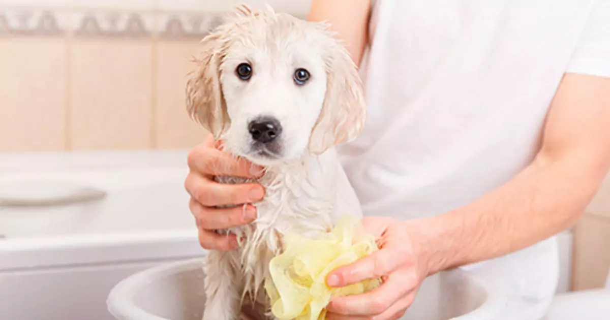 Quanto spesso devo fare il bagno al mio cane? I pericoli di un bagno frequente al cane