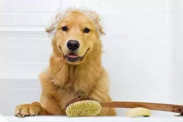 Come fare il bagno a un cane