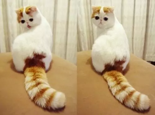 Perché i gatti hanno la coda?