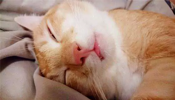 I gatti russano? È normale che i gatti russino nel sonno?