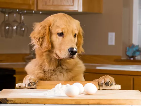 Le uova fanno bene ai cani? Quali sono i benefici delle uova per i cani?