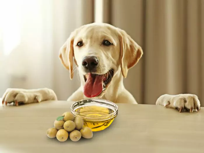 I cani possono mangiare le olive? Quali sono i benefici delle olive date ai cani?