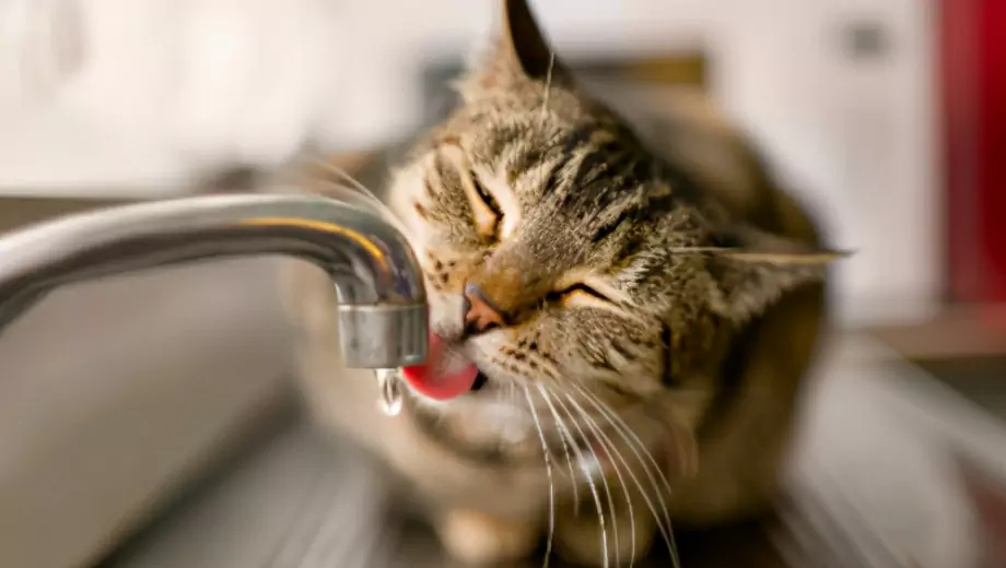 Perché i gatti non amano l'acqua? Motivi per cui i gatti hanno paura dell'acqua