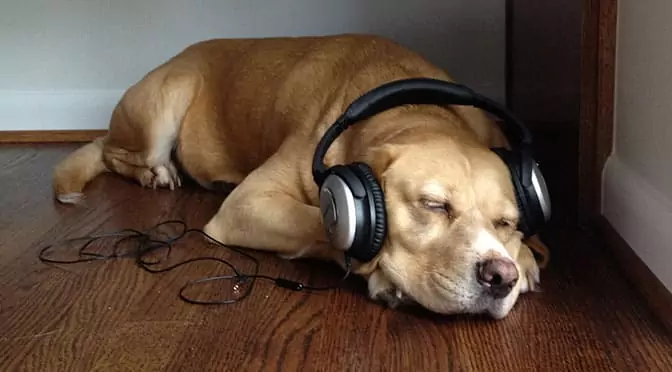 Ai cani piace la musica? Che tipo di musica piace ai cani?