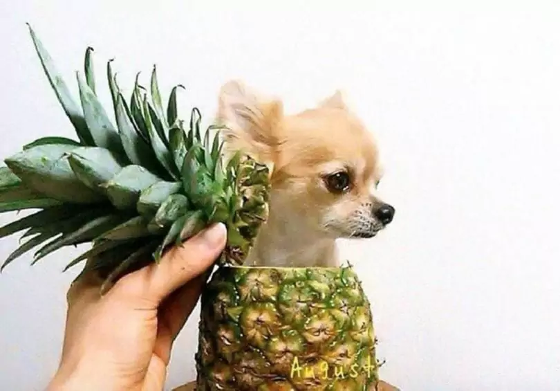 L'ananas fa male ai cani?