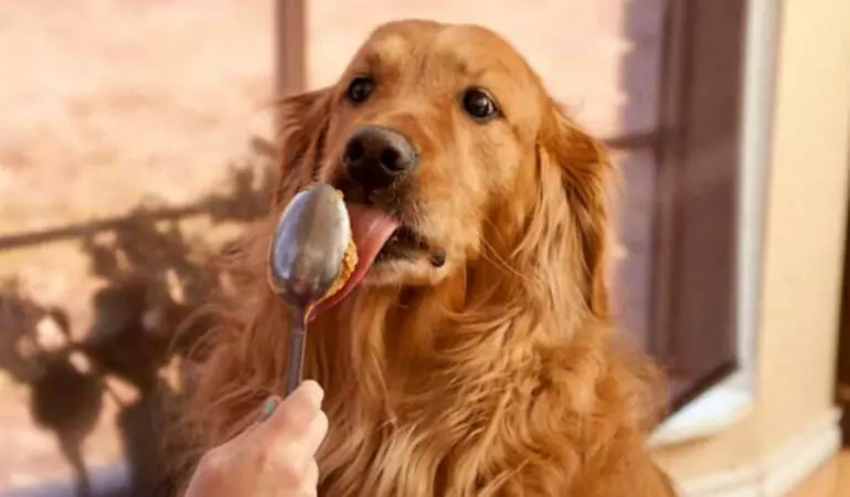 I cani possono mangiare il burro di arachidi? È salutare per i cani mangiare il burro di arachidi?