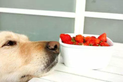 I cani possono mangiare le fragole? Precauzioni per i cani che mangiano frutta