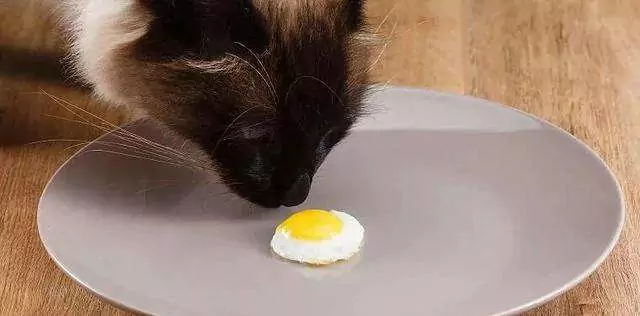 I gatti possono mangiare le uova? Alimenti controindicati per i gatti