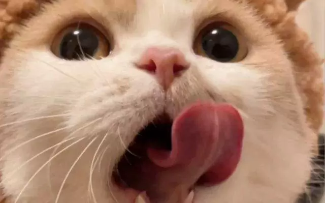 Cosa significa quando il vostro gatto vi lecca? Cosa significa?