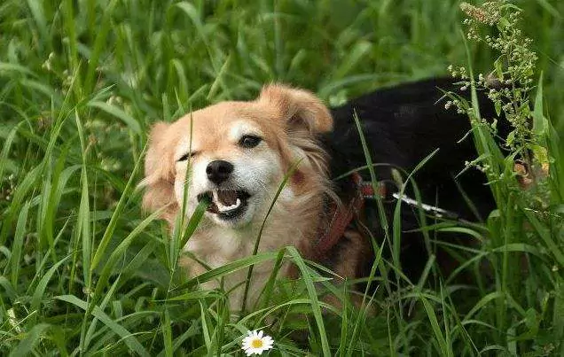 Perché il mio cane mangia l'erba? Come indurre il vomito nei cani