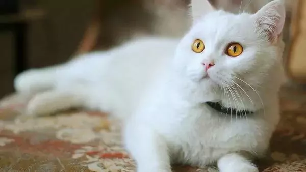 Come eliminare le pulci dai gatti in modo naturale? Perché i gatti hanno le pulci sul corpo?
