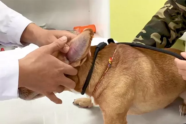 Come trattare l'ematoma dell'orecchio nei cani a casa?