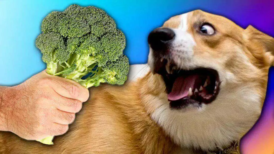 I cani possono mangiare i broccoli? Benefici dei broccoli per i cani