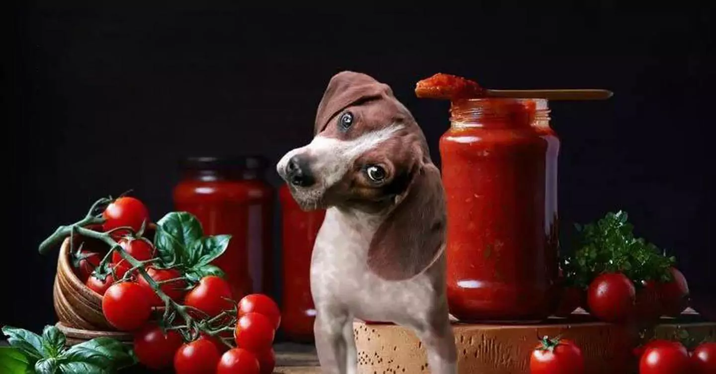 I cani possono mangiare i pomodori? Quali sono i benefici dei pomodori per i cani