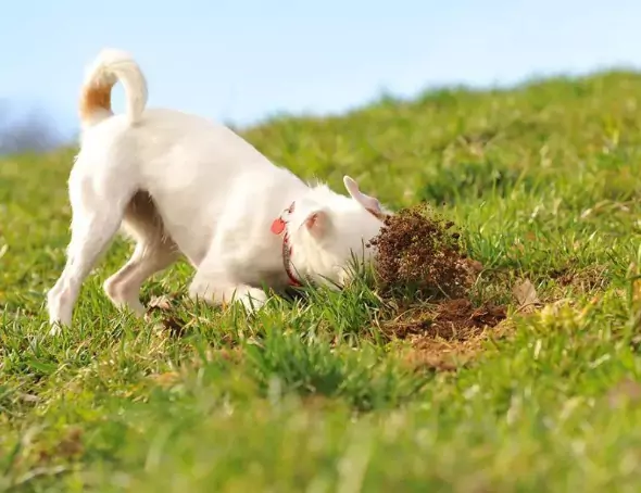 Perché il mio cane mangia la terra? I 5 motivi principali per cui i cani mangiano la terra?