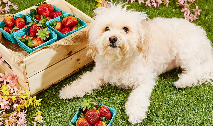 Quali frutti possono essere mangiati dai cani?