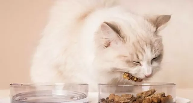 I gatti possono mangiare il tacchino? Quali sono i benefici della carne di tacchino per i gatti?