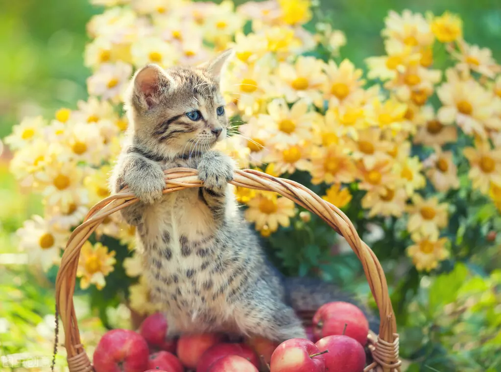 I gatti possono mangiare le mele? I benefici del consumo di mele da parte dei gatti