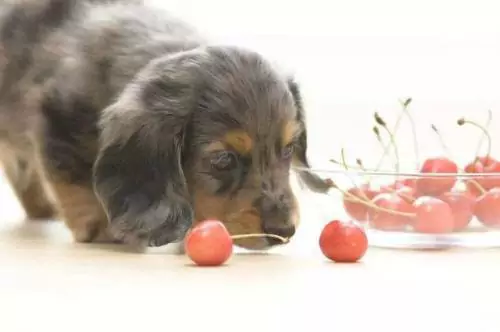 I cani possono mangiare le ciliegie? Quali sono i cattivi effetti delle ciliegie sui cani?