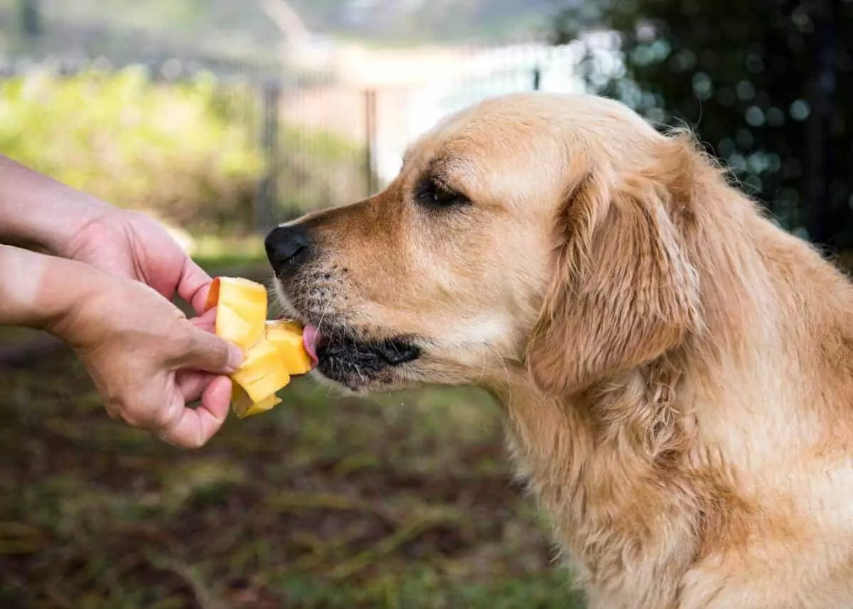Il mango fa bene ai cani? Quali sono i benefici del mango per i cani?