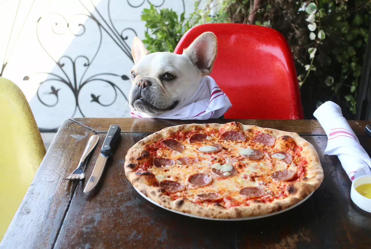 I cani possono mangiare la pizza? Gli ingredienti della pizza sono dannosi per i cani?