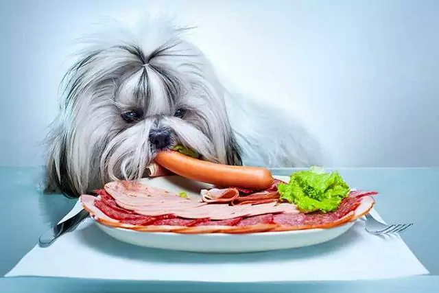 I cani possono mangiare la pancetta cruda? Il bacon fa male ai cani?