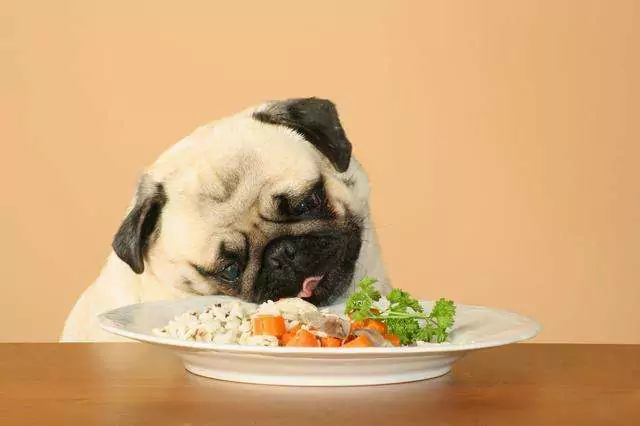 I cani possono mangiare il riso? I cani possono mangiare regolarmente il riso?