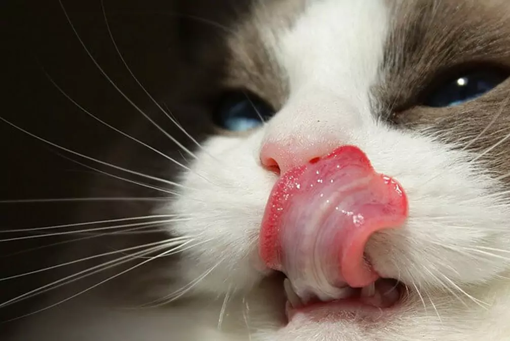 Perché la lingua del gatto è ruvida?