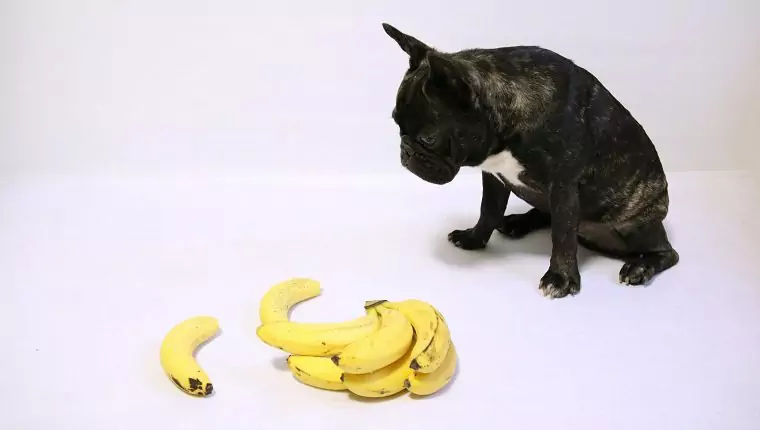 Le banane fanno bene ai cani? Perché i cani possono mangiare le banane?