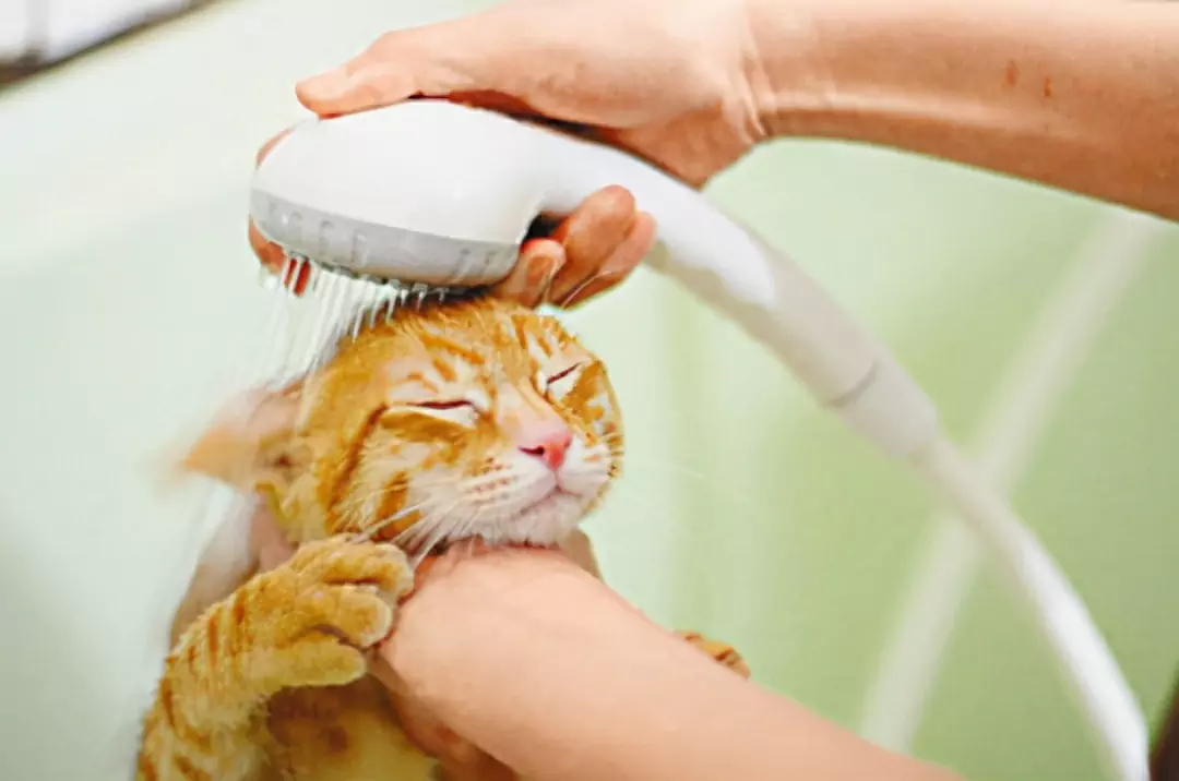 Come pulire le orecchie del gatto? Cosa fare se un gatto alle prime armi ha il cerume?