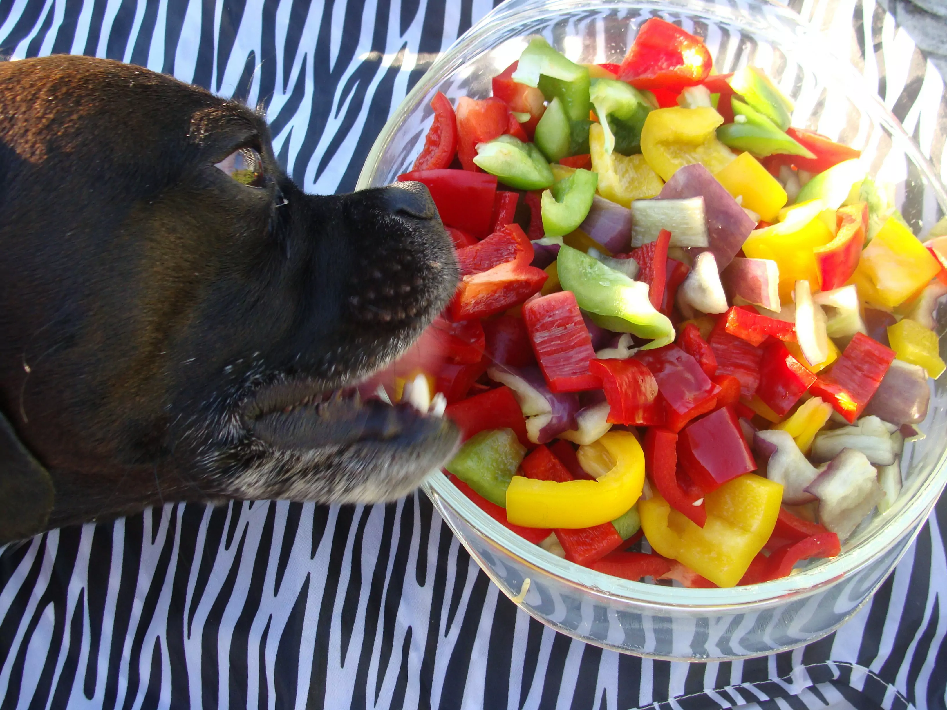 I cani possono mangiare il peperoncino?