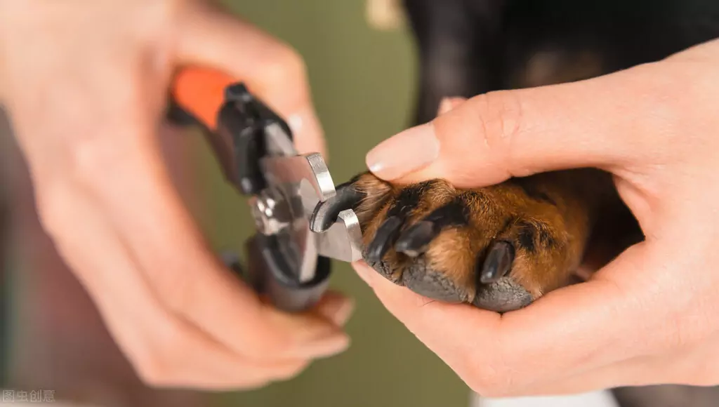 Come tagliare le unghie dei cani? I pericoli delle unghie troppo lunghe nei cani?