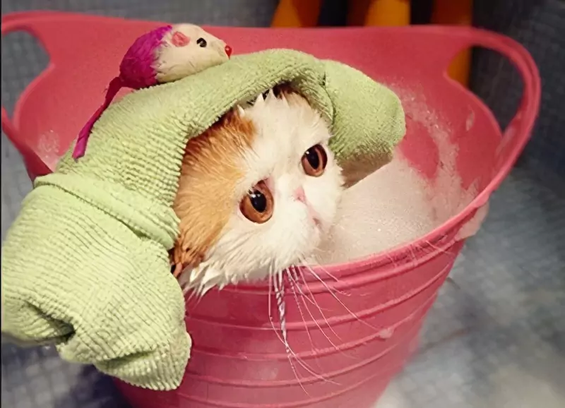 Come fare il bagno al gatto? Vantaggi e svantaggi del bagno ai gatti