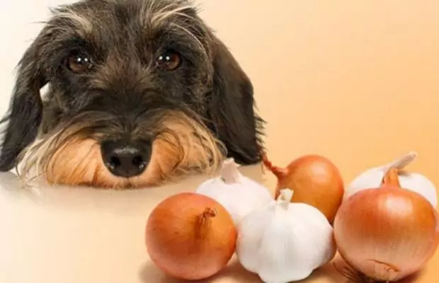 I cani possono mangiare l'aglio？Come preparare l'aglio per il vostro cane？