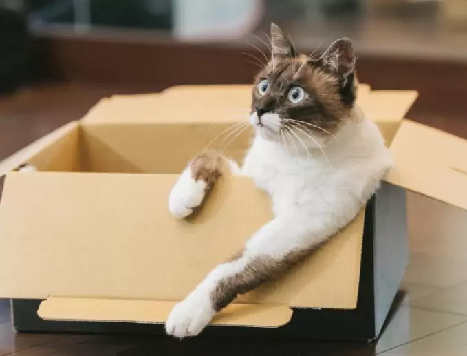 Perché i gatti rovesciano gli oggetti? Tenere i gatti lontani dagli oggetti