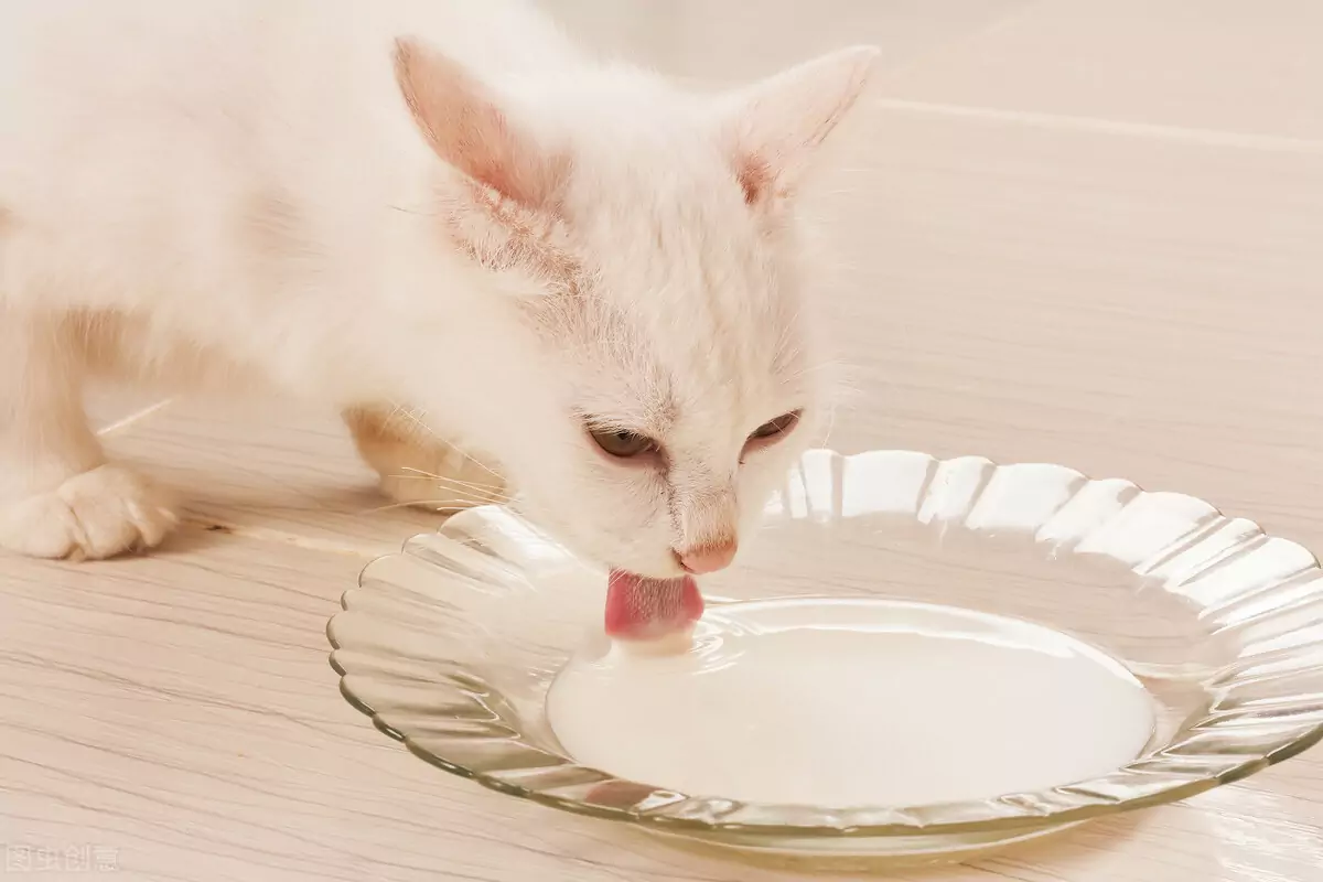 Quale cibo umano possono mangiare i gatti? Cibo che fa bene ai gatti?