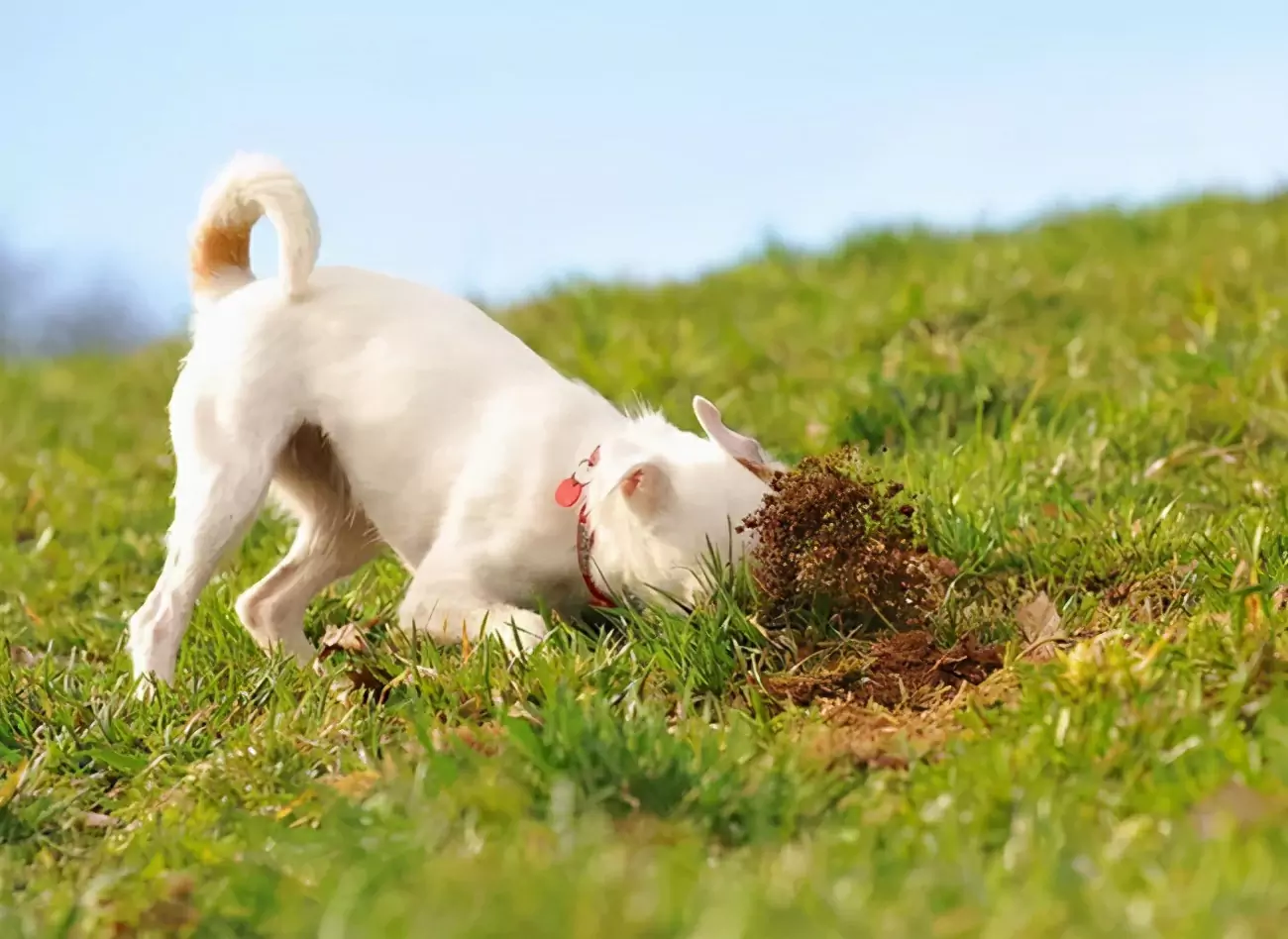 Perché i cani mangiano l'erba? Perché i cani mangiano l'erba?