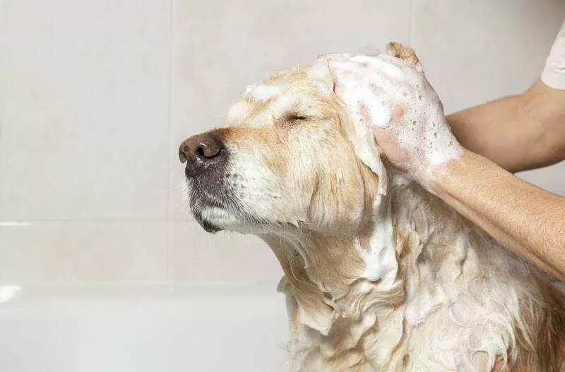 Quanto spesso devo lavare il mio cane? Avere un cucciolo suggerisce di fargli il bagno a casa