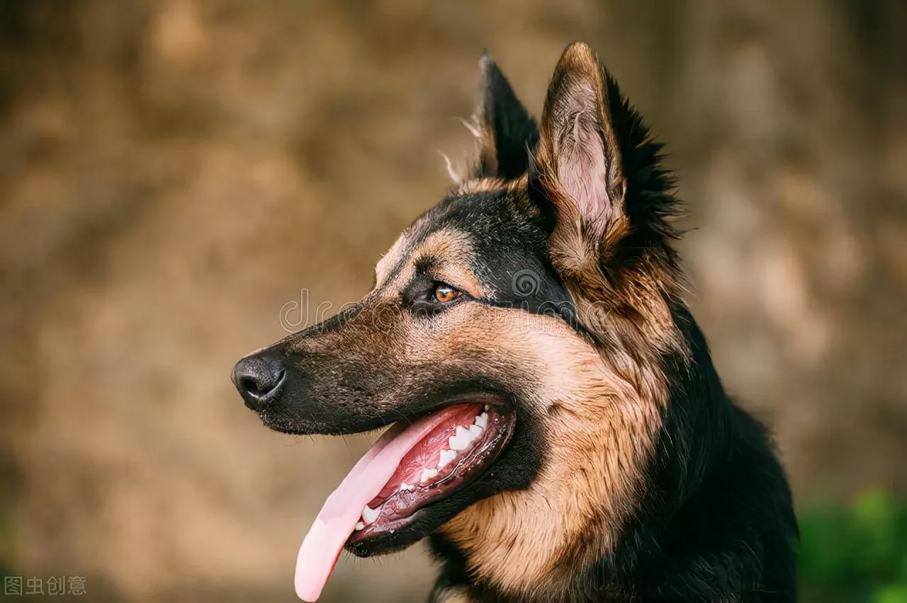 Come si ammalano i cani di acari dell'orecchio? Cause degli acari dell'orecchio nei cani