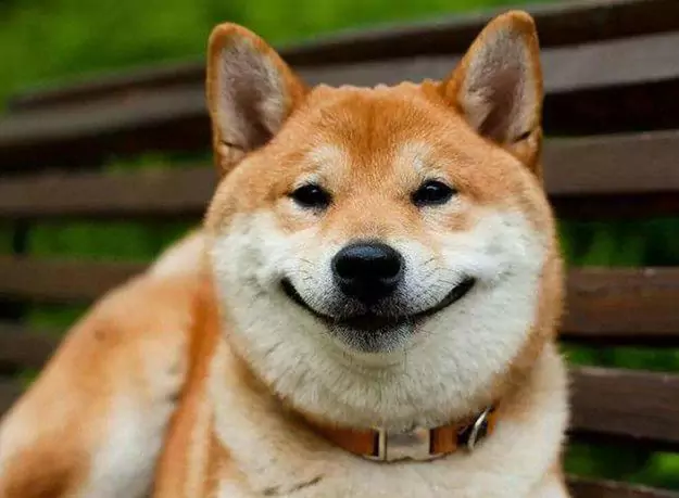 I cani sanno sorridere?