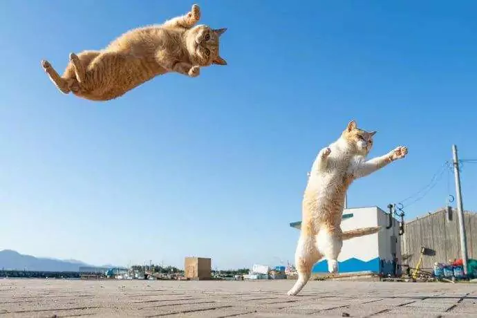 Quanto possono saltare in alto i gatti? Quanto possono saltare i gatti