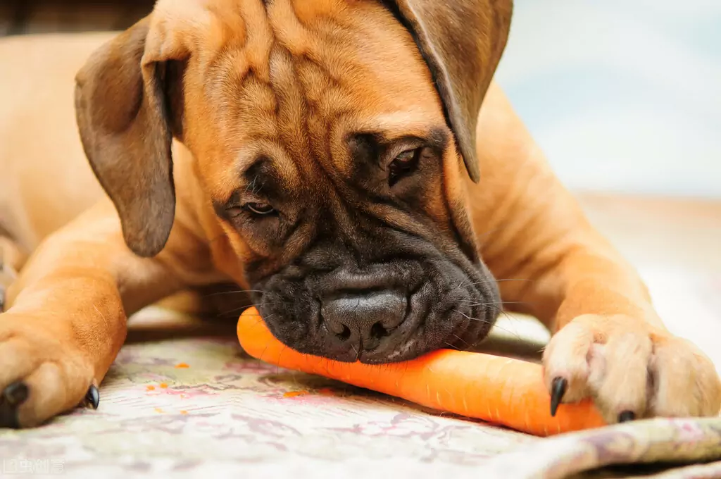 Le carote fanno bene ai cani? Quali sono i valori nutrizionali delle carote?