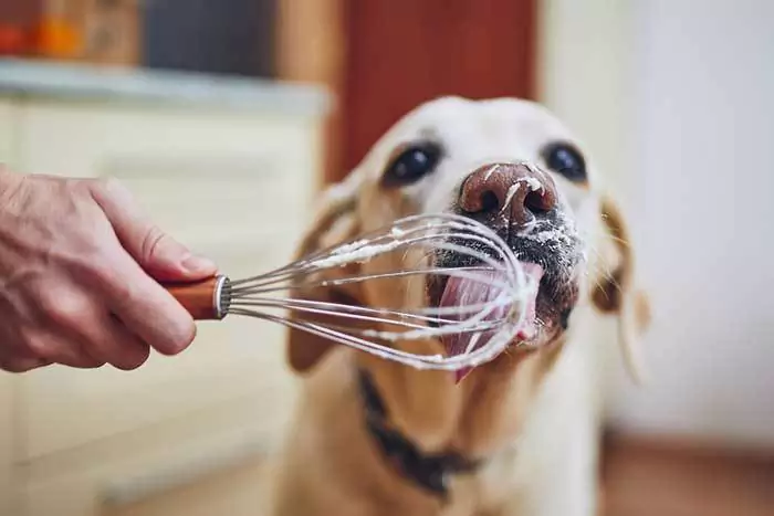 I cani possono mangiare la panna? La panna fa male ai cani?